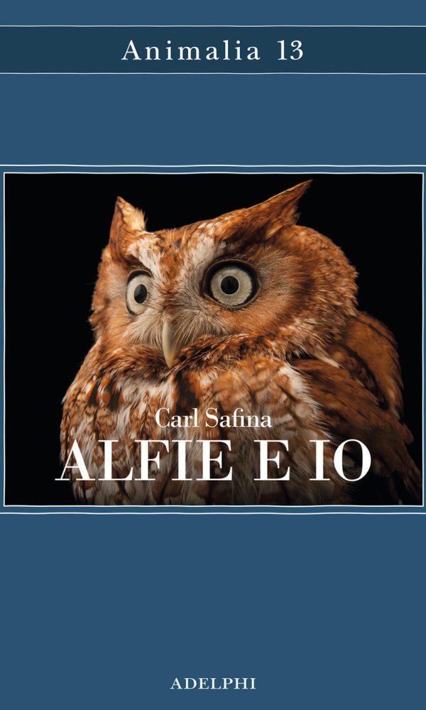 alfie e io. quello che i rapaci sanno, quello che gli umani credono