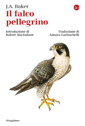 falco pellegrino (il)