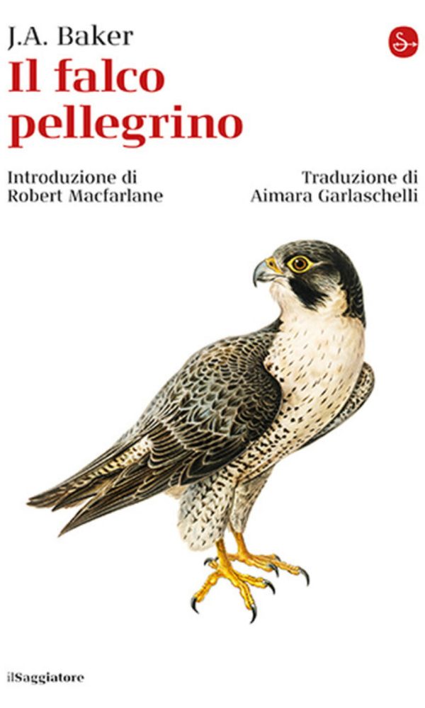 falco pellegrino (il)